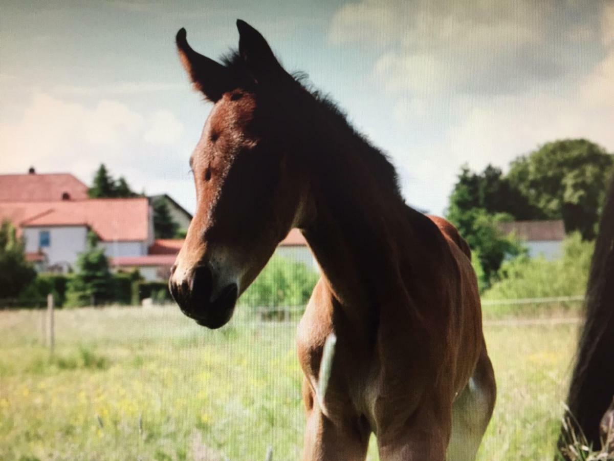 Gut Fischer Pomssen Exteriér fotografie